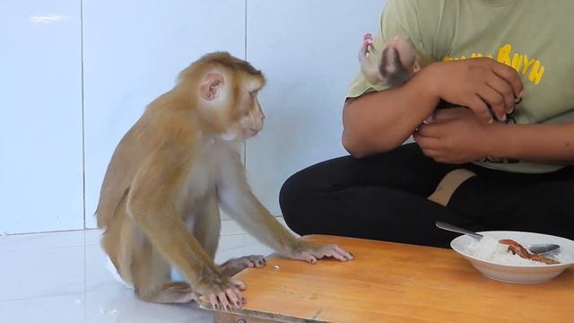 Tiny Valen Joins Mom And Olly For A Special Mealtime смотреть онлайн