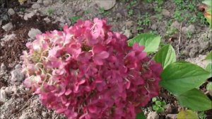 ЭТОЙ ГОРТЕНЗИИ У ВАС ЕЩЁ НЕТ‼️НОВЫЙ СОРТ ГОРТЕНЗИИ ИНДИАН САММЕР ИЛИ, РЕД ВЕЛЬВЕТ‼️