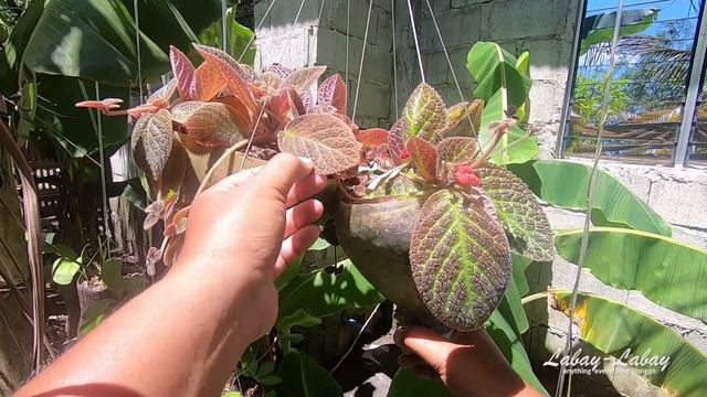 [EP42] Help Me ID This Episcia