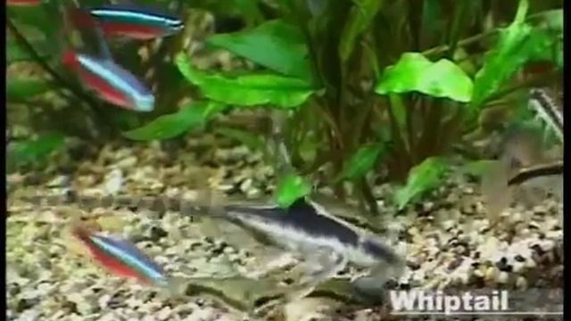 Аквариумные растения смотреть онлайн