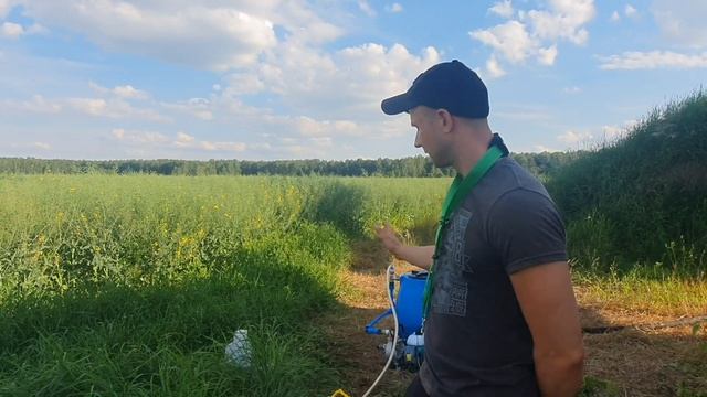 Опрыскивание дроном в Каменецком районе. Рапс последняя обработка перед уборкой . Dji Agras T30 смотреть онлайн
