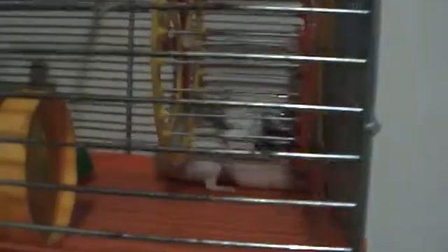 Тоша грызет клетку