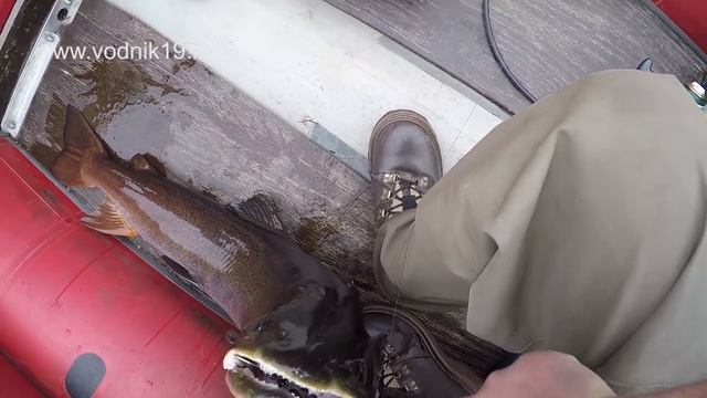 Таймень 10кг! Горная рыбалка на реках Сибири и Тувы │ стихия воды абакан смотреть онлайн