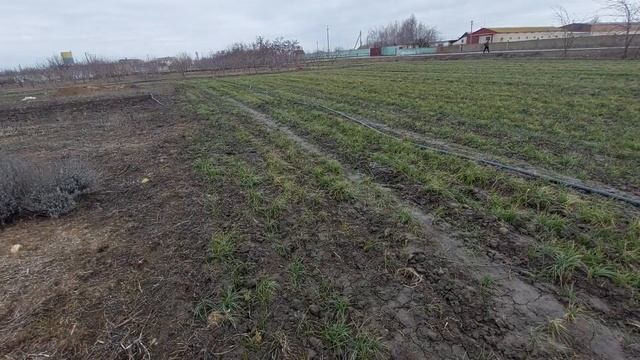 подкормка шафрана по талом снегу смотреть онлайн