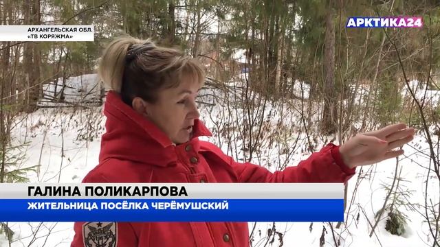 Волки загрызли двух собак в Архангельской области смотреть онлайн