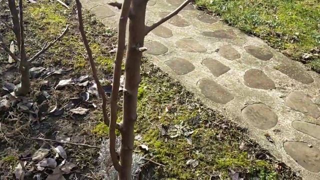 Tăieri la columnari 2023/Columnar trees pruning смотреть онлайн