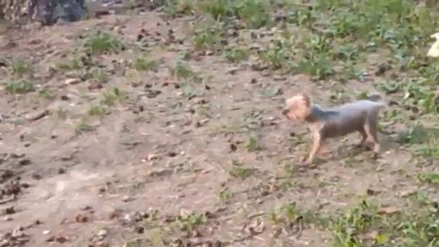 Карманная собачка атакует лису...