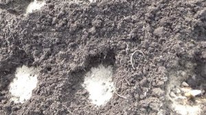 Посадка лилий, Аз  и Ла гибриды .