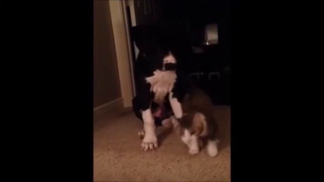 Приколы #5 Ставьте палец вверх ^o^O_O⌒.⌒ и подписывайтесь на канал смотреть онлайн