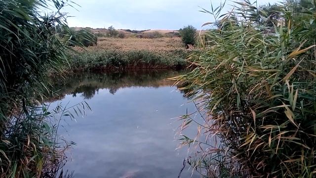 Пруд в поселке Веселая балка в Кировском районе Волгограда A pond in the Veselaya Balka in Volgogra смотреть онлайн