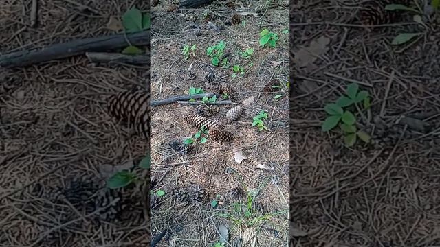 Мама моя удивились, почему такое случилось? смотреть онлайн