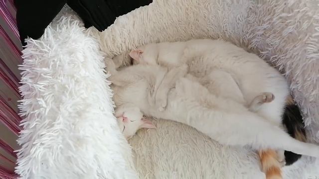 РУКОДЕЛЬНЫЕ покупки?Опять ОБМАНЫВАЮТ!ВЯЗАНОЕ ПЛАТЬЕ за ! ДЕНЬ.Реально? смотреть онлайн