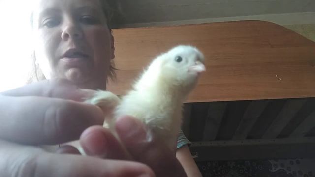 определение пола цыпленка в 5дней. смотреть онлайн