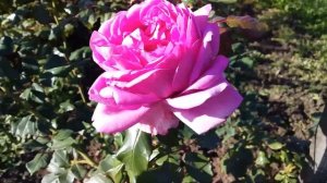 Роза Pompadour (Помпадур) -Delbard Франция 2014 год ???цветение роз 21 октября 2020 год