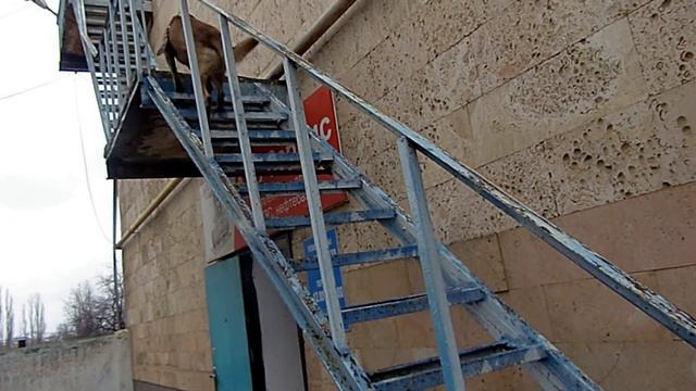 Нуцал и Грис . смотреть онлайн