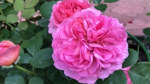 Роза Принцесс Александра оф Кент David Austin, роза Шартрёз де Парм чайно-гибридная.