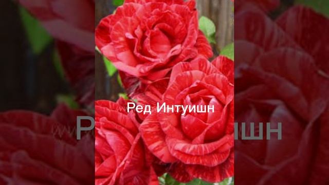 Роза Ред Интуишн (Red Intuition) смотреть онлайн