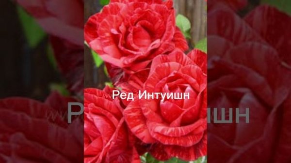 Роза Ред Интуишн (Red Intuition)