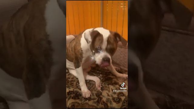 Американский бульдог Ника чихает😂😂😂 смотреть онлайн