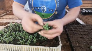 РАСКРЫВАЕМ СЕКРЕТ ПРАВИЛЬНОЙ ПИКИРОВКИ//ПИКИРОВКА КАЛИБРАХОА