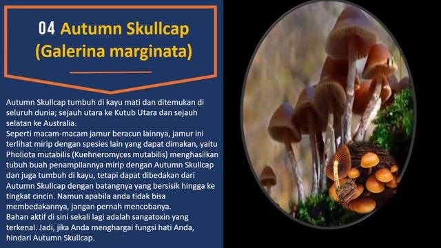 7 Jamur Bukan Untuk Dikonsumsi Sebagai Makanan (Beracun Dan Mematikan Di Dunia) смотреть онлайн