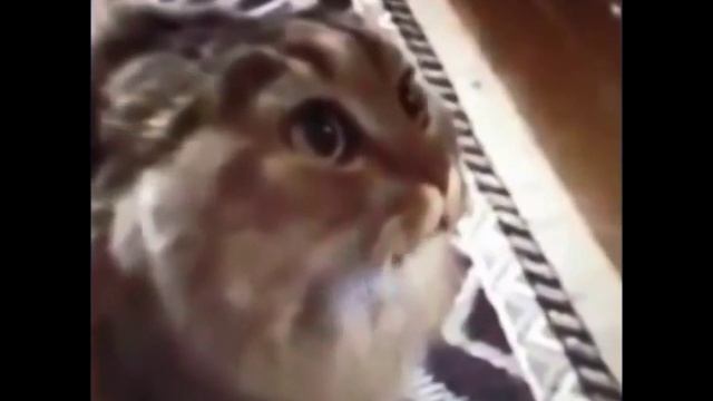 What does the cat say ? ( Что же сказал кот ? ) смотреть онлайн