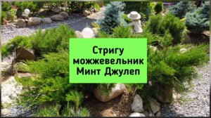 Стригу можжевельник Минт Джулеп.