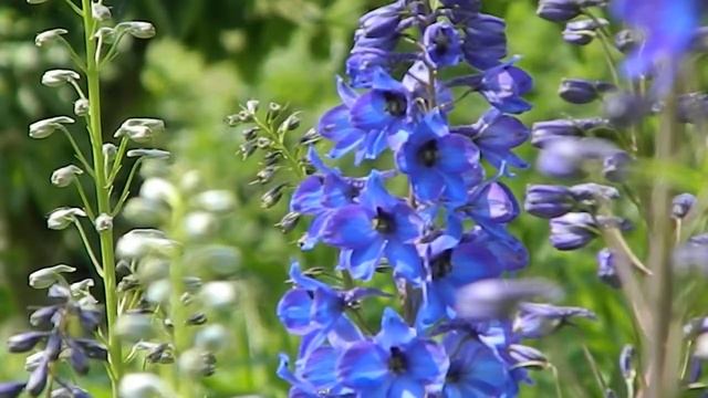Delphinium Black Knight смотреть онлайн