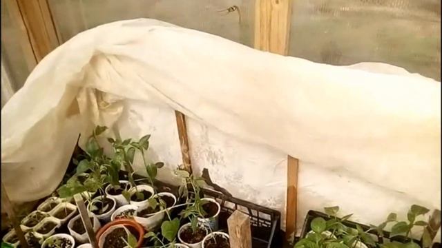 перенесли рассаду в парники смотреть онлайн