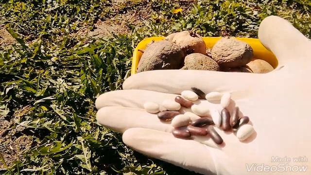 ЭКСПЕРИМЕНТ: Дуэт картофеля и фасоли... смотреть онлайн