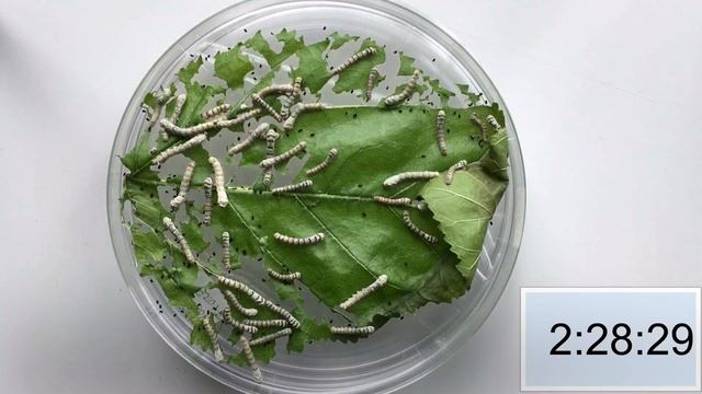 "How Much Can You Eat?" (Bombyx mori) - Timelapse in 4k смотреть онлайн