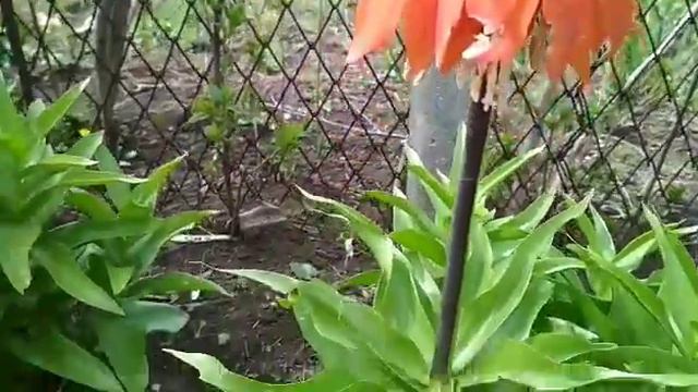 Царская корона смотреть онлайн