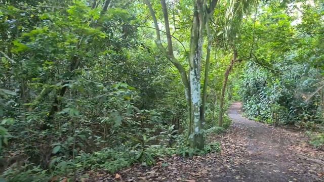 Парки Сингапура. Windsor Nature Park. смотреть онлайн