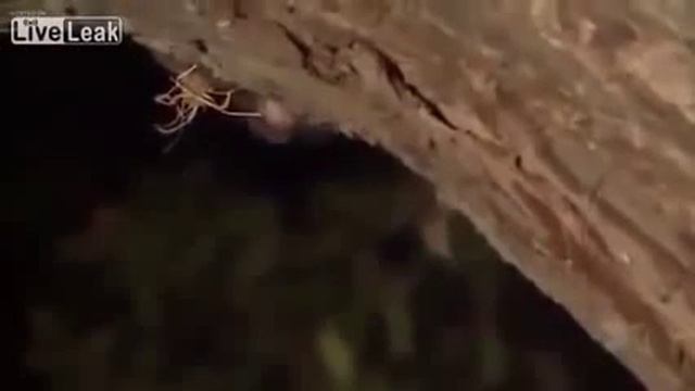 Леопард растит детеныша обезьяны | Leopard raises baby monkey смотреть онлайн