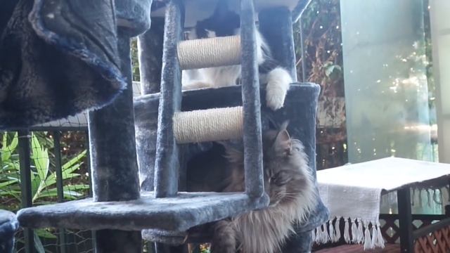 ??????? ?????? ? BIG MAINE COON CAT black silver VS NORMAL CAT !!! смотреть онлайн