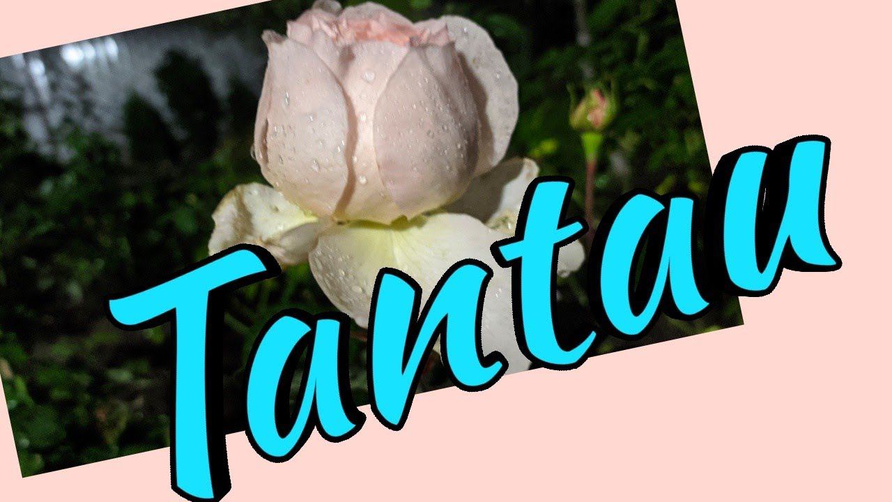 Розы немецкой селекции Tantau c названиями сортов. смотреть онлайн