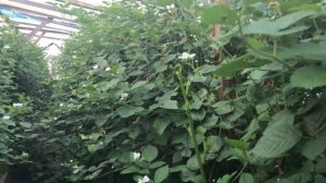 Ежевика Натчез в теплице 20.06.20. Основное цветение.