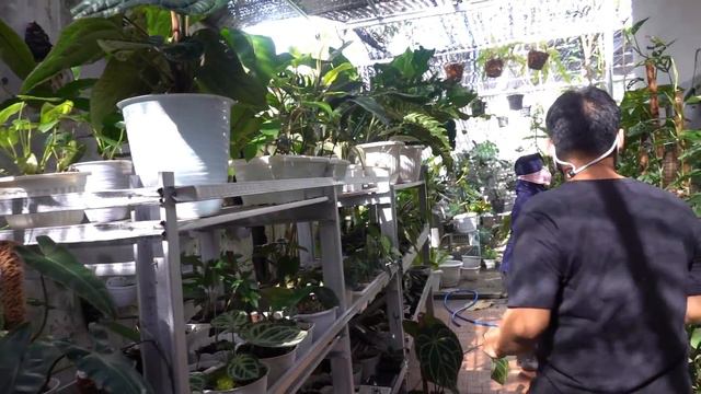 Kolektor Yang di Banjarmasin dan Banjarbaru Mesti Ke sini nih ! Rare Item di Greenaba Garden смотреть онлайн