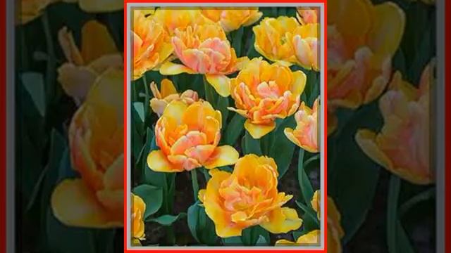 Tulipan pelny Foxy Foxtrot - 5 szt 6824 смотреть онлайн