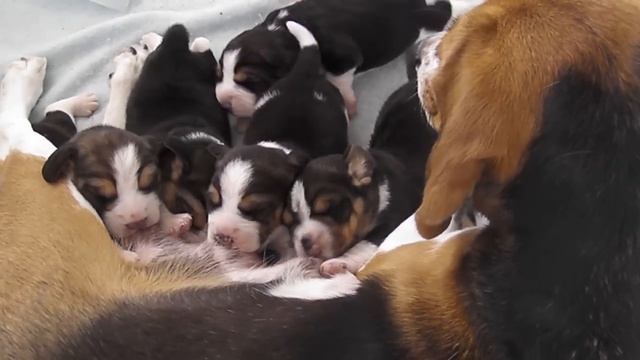 Малыши щенки бигля кушают.MP4