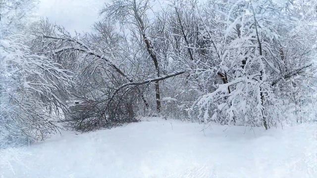 204. К НАМ ВЕРНУЛАCЬ ЗИМА ❄️/ ПРОГУЛКА С АРЧИ ПО ЗАСНЕЖЕННОМУ ЛЕСУ🌲/WINTER HAS RETURNED TO US ❄️ смотреть онлайн