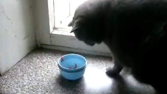 Кошка ворует мясо втихую смотреть онлайн