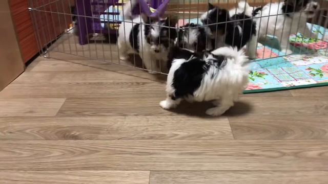 Бивер девочка Костбар Шатц Кэролайн 1,5 месяца -2 смотреть онлайн