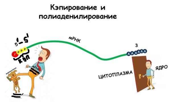 ПРОЦЕССИНГ РНК | Биохимия смотреть онлайн