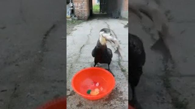 Баклан наяривает рыбу смотреть онлайн