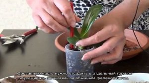 Детка орхидеи на цветоносе: примеры как вырастить и укоренить