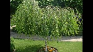 Декоративные деревья