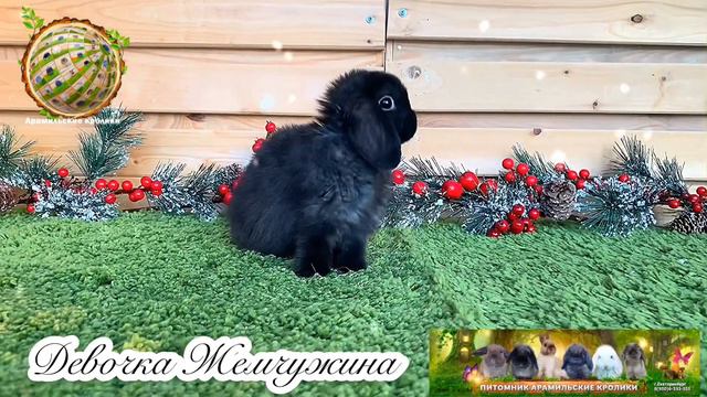 Девочка Жемчужина смотреть онлайн