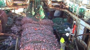 Рыбный улов траулерами в водах Исландии. Видео.