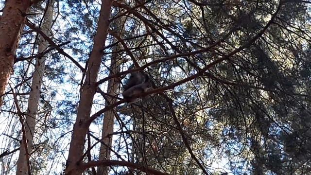 Белка в сосновом лесу🐿🌲 смотреть онлайн